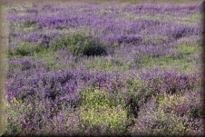 Bloemenveld